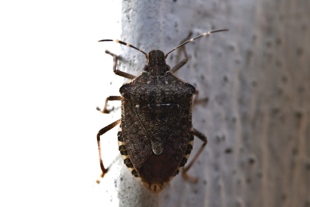 Comment se débarrasser des fourmis dans votre maison une fois pour toutes