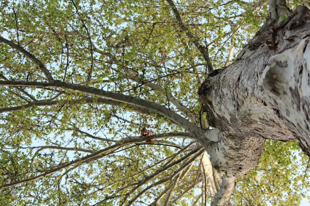 8 façons de garder les arbres en bonne santé